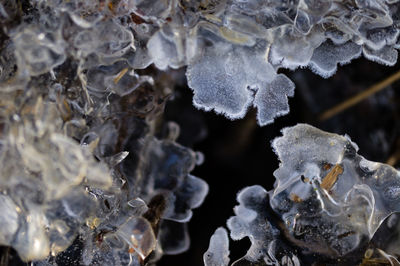 Close-up of frozen plants during winter