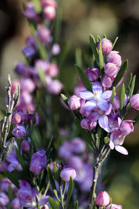 Close-up of pink flowering plant