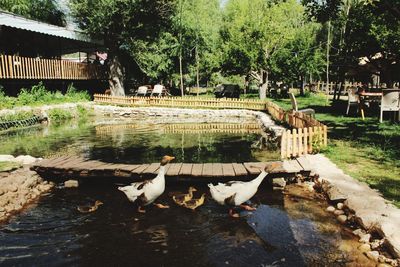 View of birds in lake