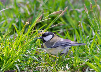 Close-up of bird perching on grass