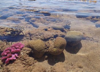 Coral reef, red sea