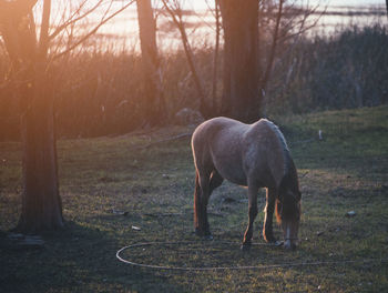 Horse grazing in field