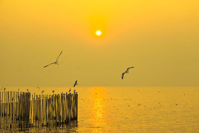 Seagulls flying over sea during sunset