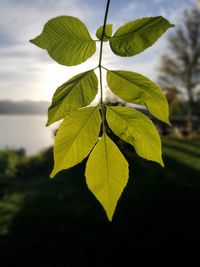 Close-up of green leaves