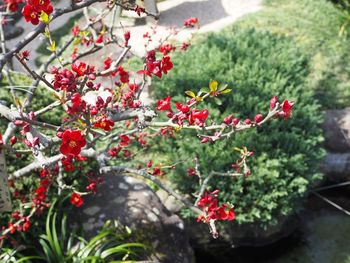Close-up of red flowers growing on tree