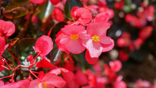 Close-up of pink flowering plant