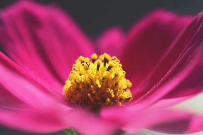 Close-up of pink flower