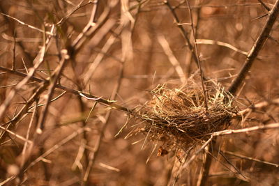 Close-up of dried plant on field