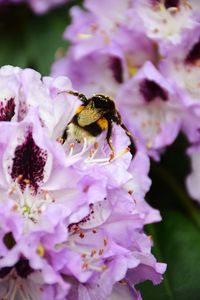 Close-up of bee pollinating on purple flower