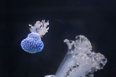 Close-up of jellyfish swimming in sea