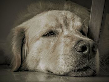 Close-up of dog lying down