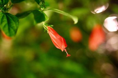 Close-up of red flower blooming outdoors