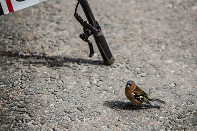 Close-up of bird perching on the road