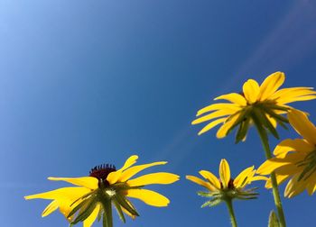 Low angle view of black-eyed sunflower against clear blue sky