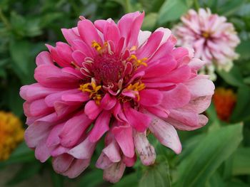 Close-up of pink flower