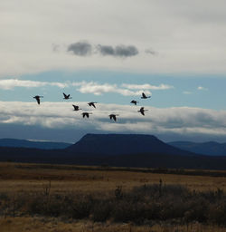 Birds flying over landscape against sky