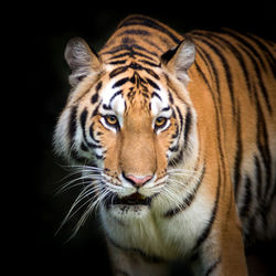 Close-up portrait of a tiger