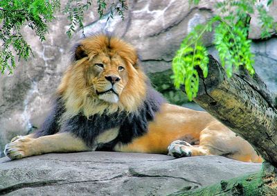 Cat relaxing on rock in zoo