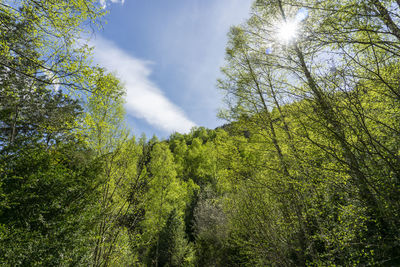 Low angle view of trees against sky in forest