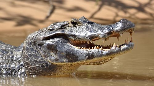 Close-up of crocodile in a water