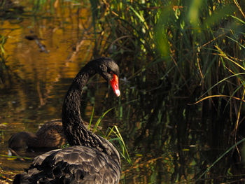 Black swan swimming in lake