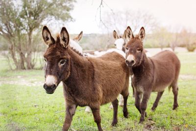 Portrait of horses standing on field against sky