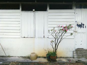 Potted plant against white shed