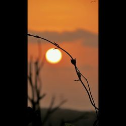 Silhouette of tree against sky at sunset