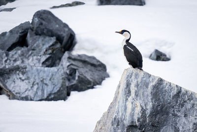 Imperial shag