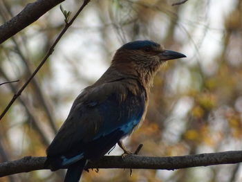 Close-up of bird perching on branch