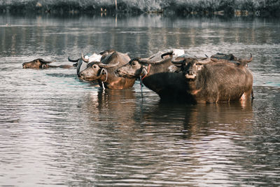 Ducks in a lake