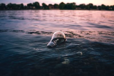 Close-up of turtle swimming in water