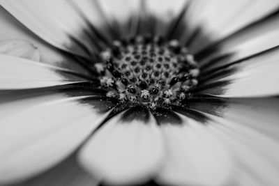 Macro shot of flower head