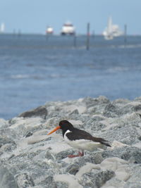 Bird on rock in sea