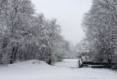 Snow covered trees on field during winter