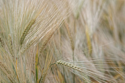 Close-up of wheat growing on field