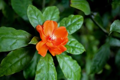 Close-up of orange flower blooming outdoors