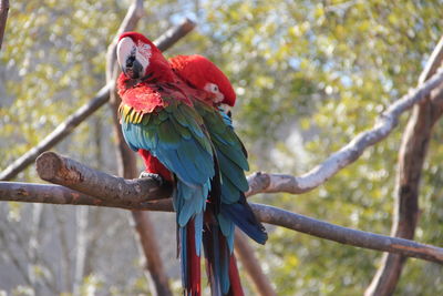 Close-up of scarlet macaws perching on tree