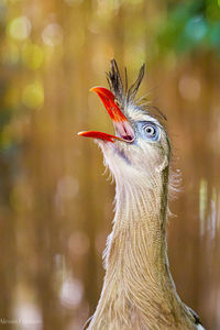 Close-up of a bird