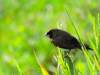 Close-up of bird perching on plant