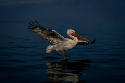 Pelican swimming in lake