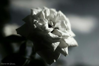 Close-up of flower blooming outdoors