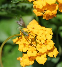 Close-up of insect on yellow flower