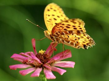 Close-up of butterfly pollinating on flower