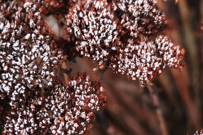 Close-up of snow on plant during winter