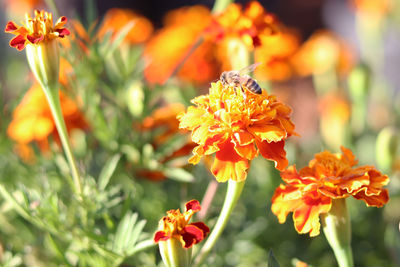 Close-up of insect on orange flower