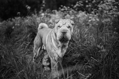 Portrait of a dog on field