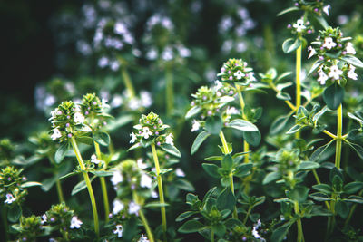 Sweet basil green plants with flowers growing texture