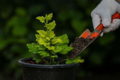 Close-up of potted plant