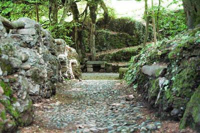 Footpath amidst trees in forest